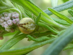 Australomisidia pilula