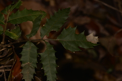 Cupaniopsis newmanii