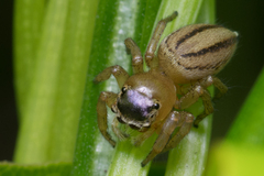 Maratus scutulatus