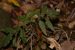 Cupaniopsis newmanii