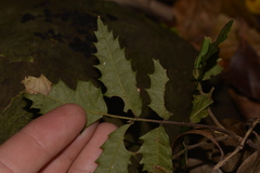 Cupaniopsis newmanii