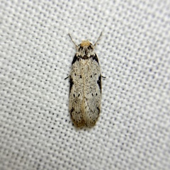 Philobota transversella