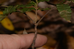 Cupaniopsis newmanii