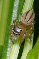 Maratus scutulatus