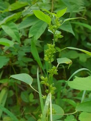 Acalypha ciliata