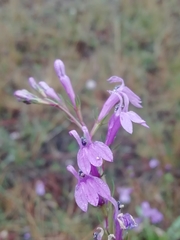 Lobelia urens