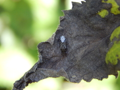 Heterogaster urticae