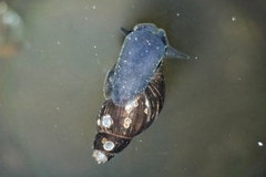 Lymnaea stagnalis