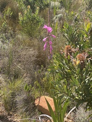 Watsonia borbonica