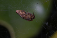 Cyrtophora exanthematica