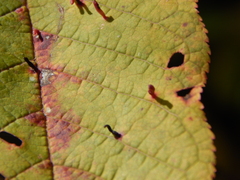 Phyllocoptes eupadi
