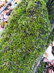 Brachythecium rutabulum