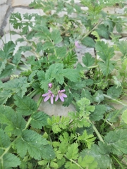Erodium moschatum