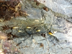 Tricholepisma aureum