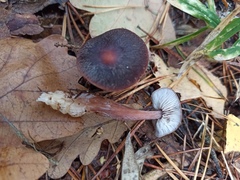 Rhodocollybia butyracea