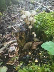 Mycena galericulata