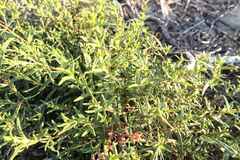 Cistus monspeliensis