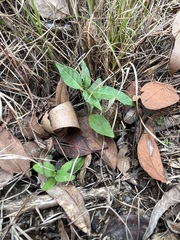 Pseuderanthemum variabile