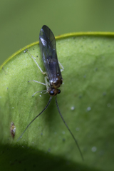 Stenopsocus