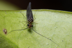 Stenopsocus