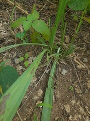 Curculigo orchioides