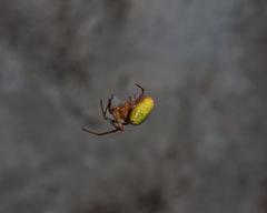 Arachnida