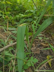 Curculigo orchioides