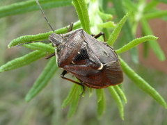 Cermatulus nasalis