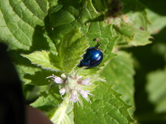 Chrysolina coerulans