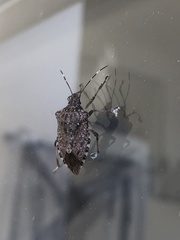 Halyomorpha halys