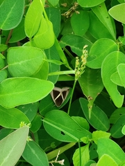Chalciope mygdon