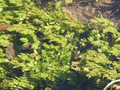 Berula