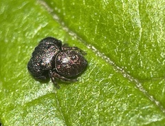Simaethula