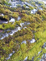 Nyholmiella obtusifolia
