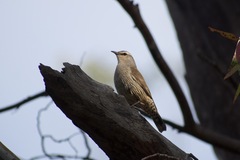 Climacteris picumnus