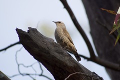 Climacteris picumnus