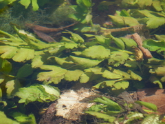 Berula