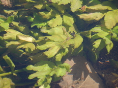 Berula