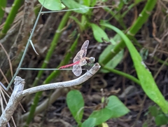 Sympetrum cordulegaster