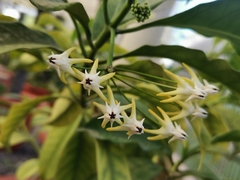 Hoya multiflora