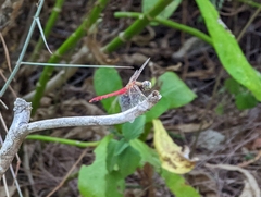 Sympetrum cordulegaster