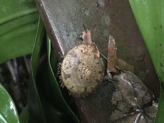 Plectotropis mackensii