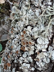 Parmelina tiliacea
