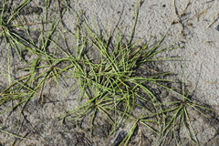 Isolepis inundata