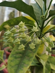Hoya multiflora
