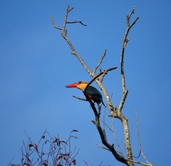 Pelargopsis capensis