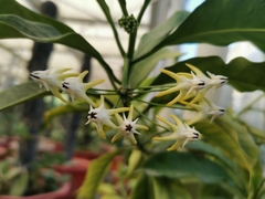 Hoya multiflora
