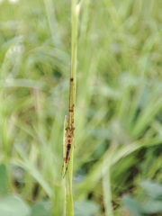 Tetragnatha