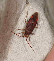 Pantilius tunicatus