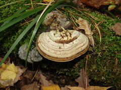 Fomes fomentarius